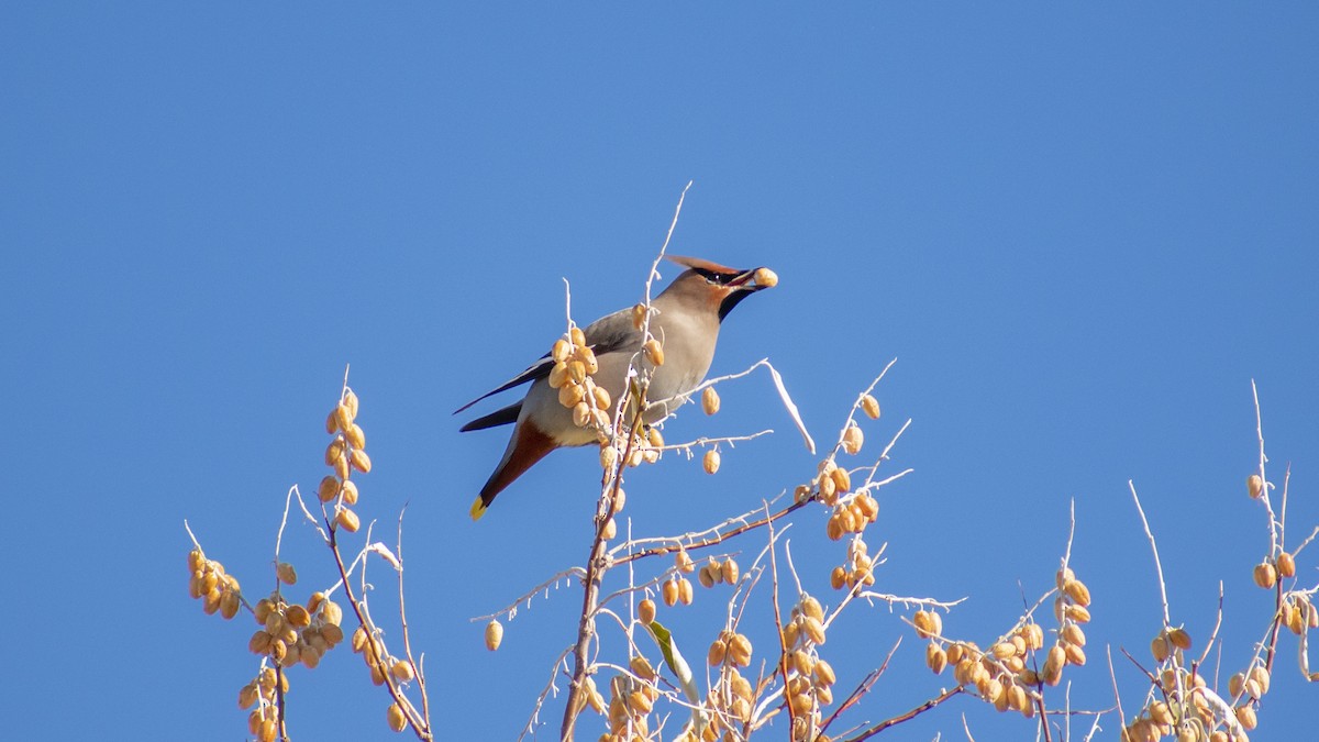 Bohemian Waxwing - ML503440961