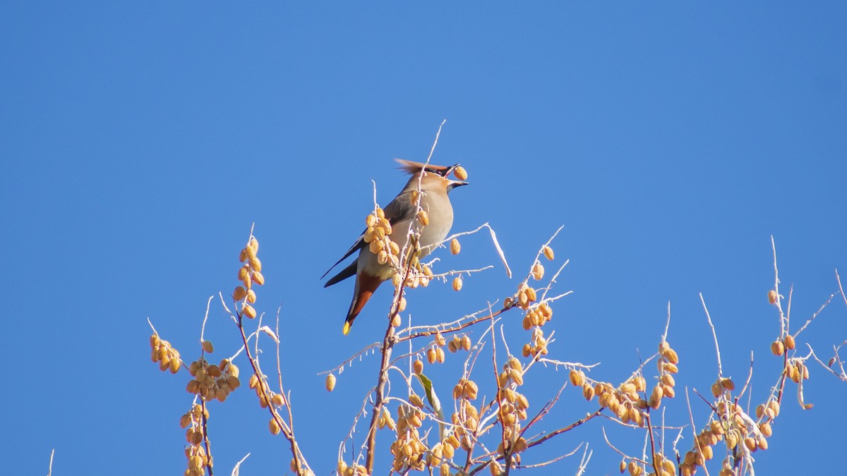 Bohemian Waxwing - ML503440971