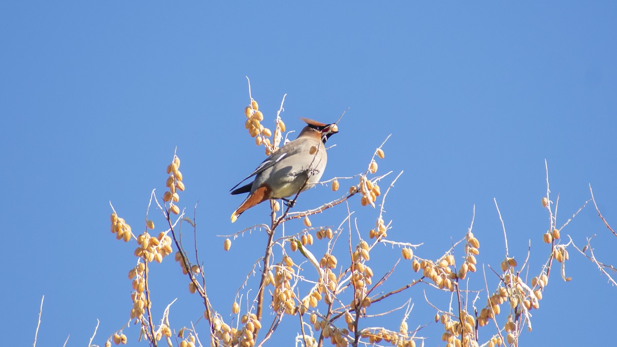 Bohemian Waxwing - ML503440991