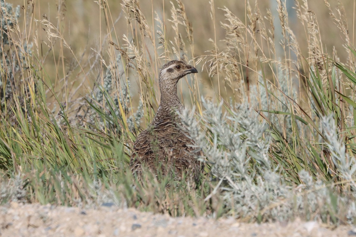 Greater Sage-Grouse - ML503441391