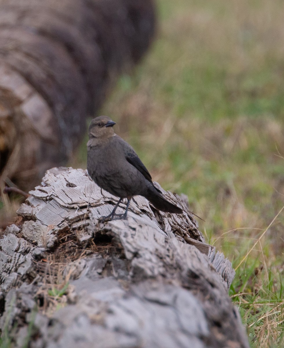 Brewer's Blackbird - Paul Mandala