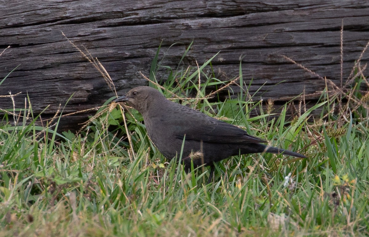 Brewer's Blackbird - ML503444791