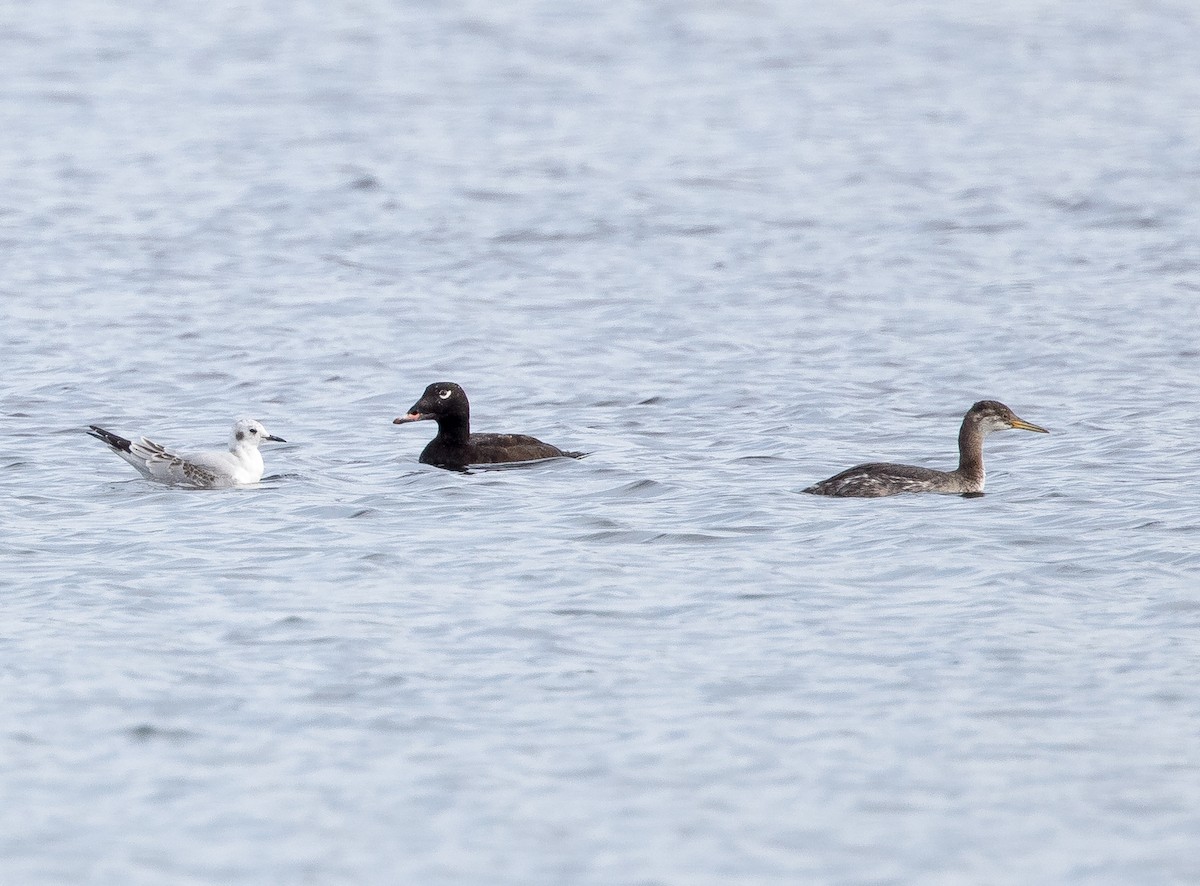 Red-necked Grebe - Chris Barnes