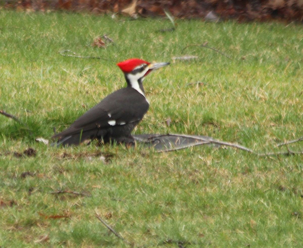Pileated Woodpecker - ML50344661