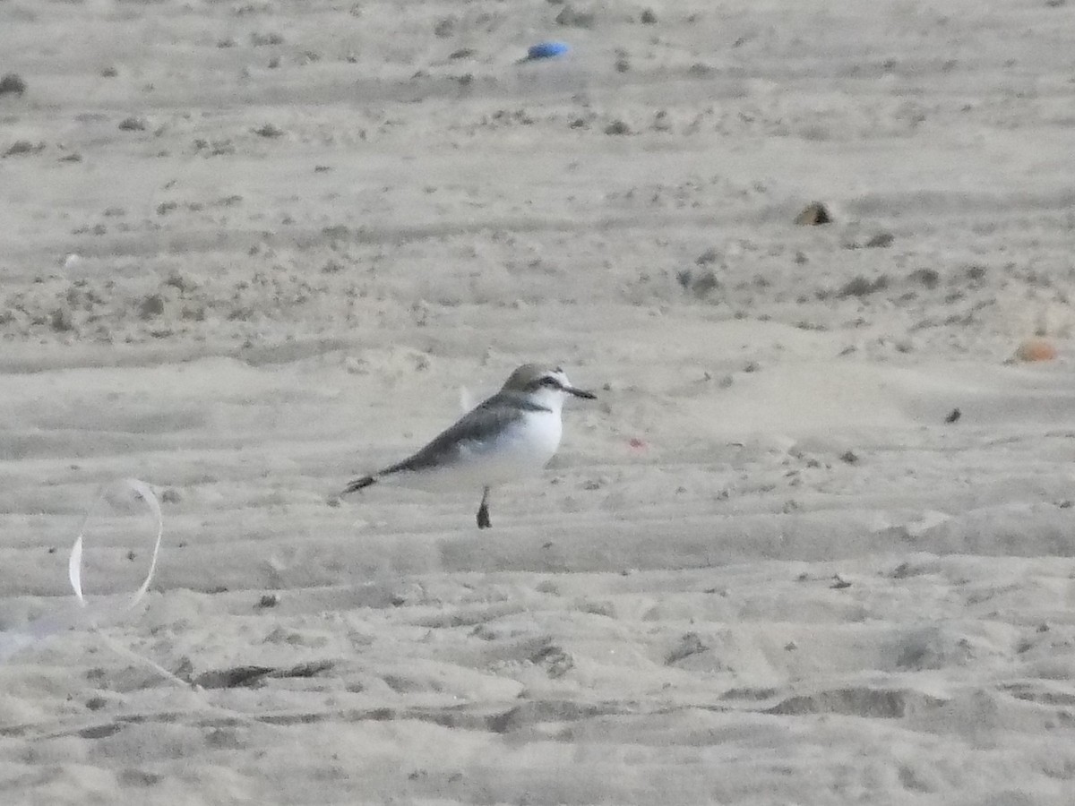 Kentish Plover - ML503447761