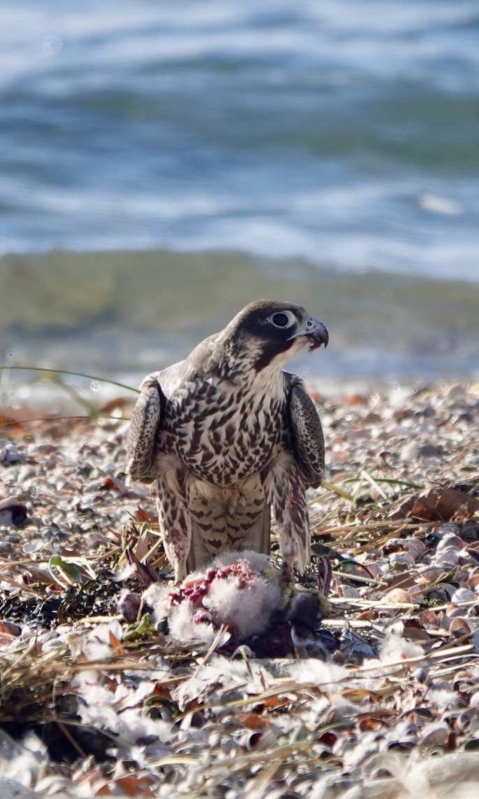 Peregrine Falcon - ML503447931