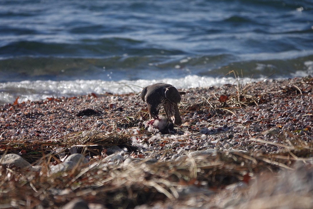 Peregrine Falcon - ML503447951