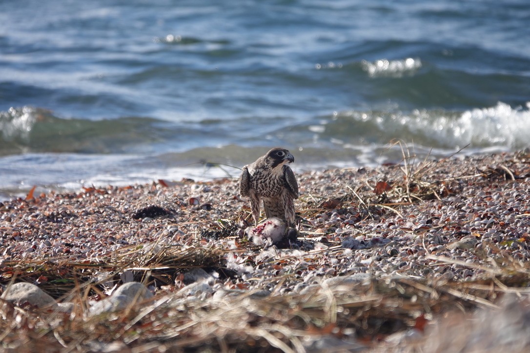 Peregrine Falcon - ML503448011