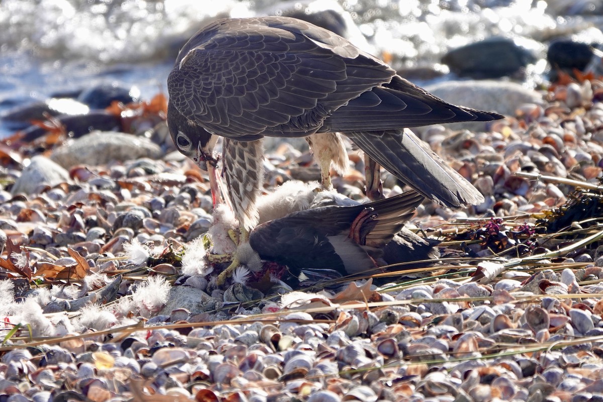 Peregrine Falcon - ML503448281