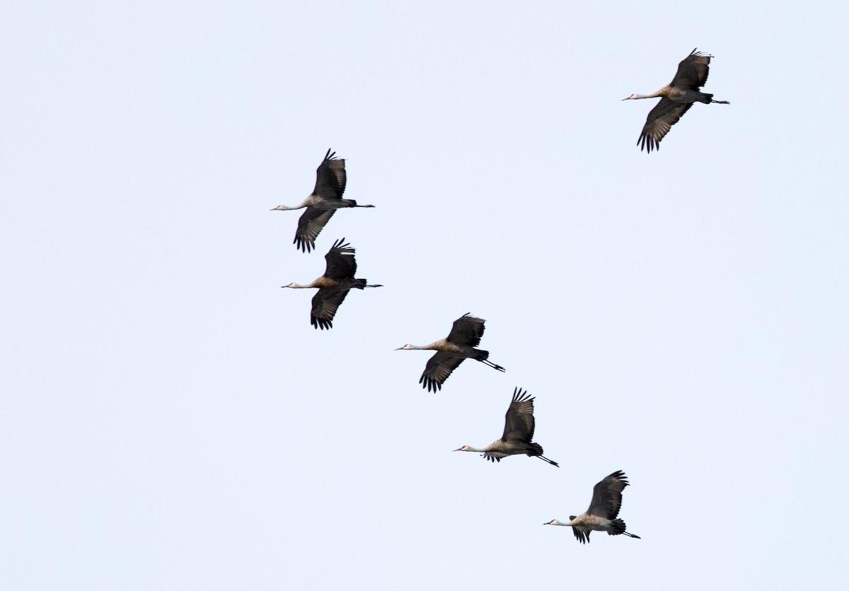 Sandhill Crane - Chris Barnes