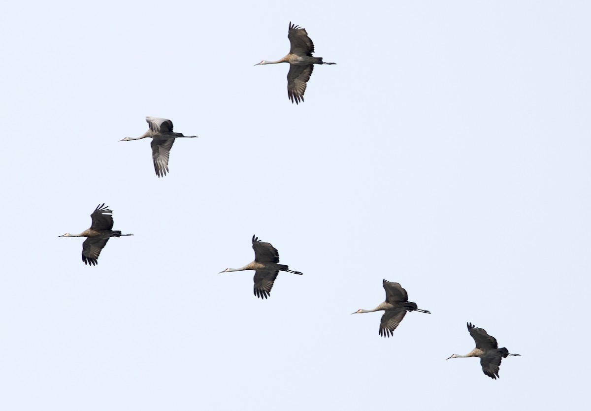 Sandhill Crane - Chris Barnes