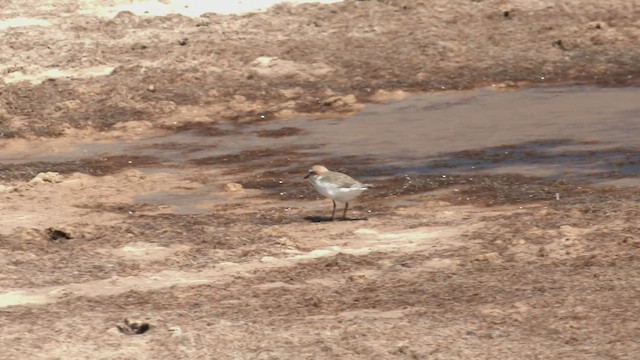 חופמי אדום-כיפה - ML503449061