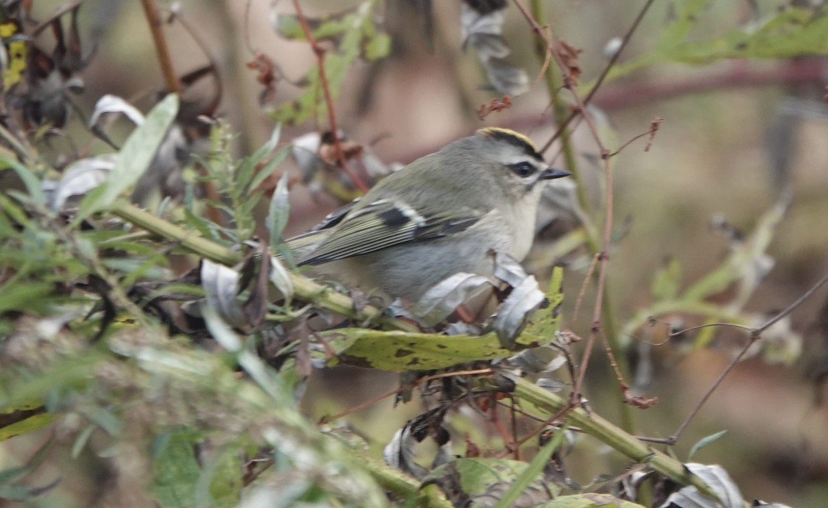 Golden-crowned Kinglet - ML503449091