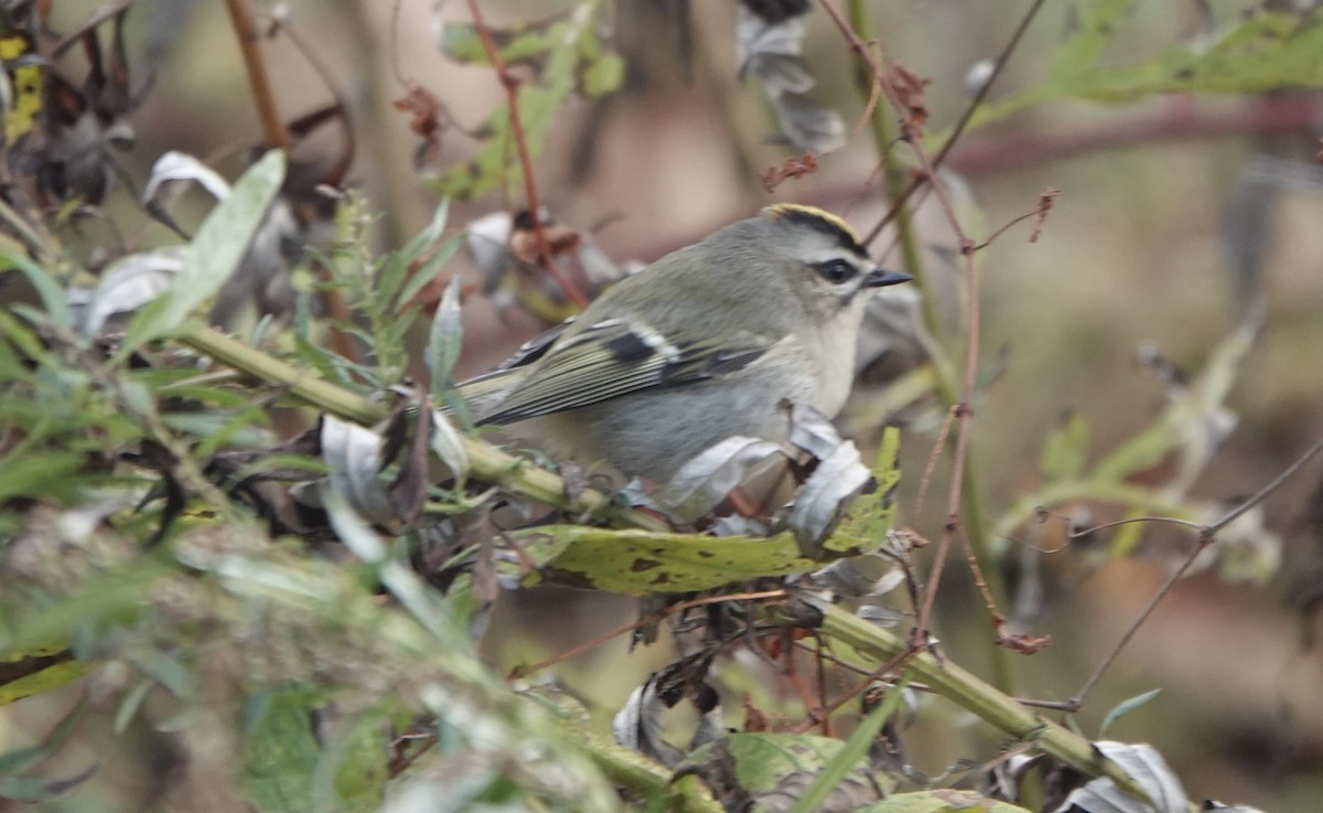 Golden-crowned Kinglet - Stacey Essaid