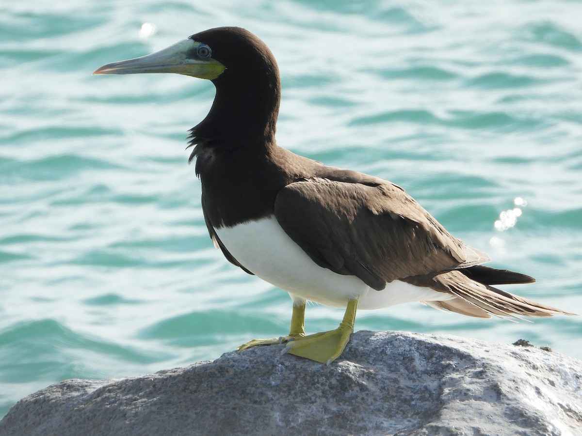 Brown Booby - ML503449101
