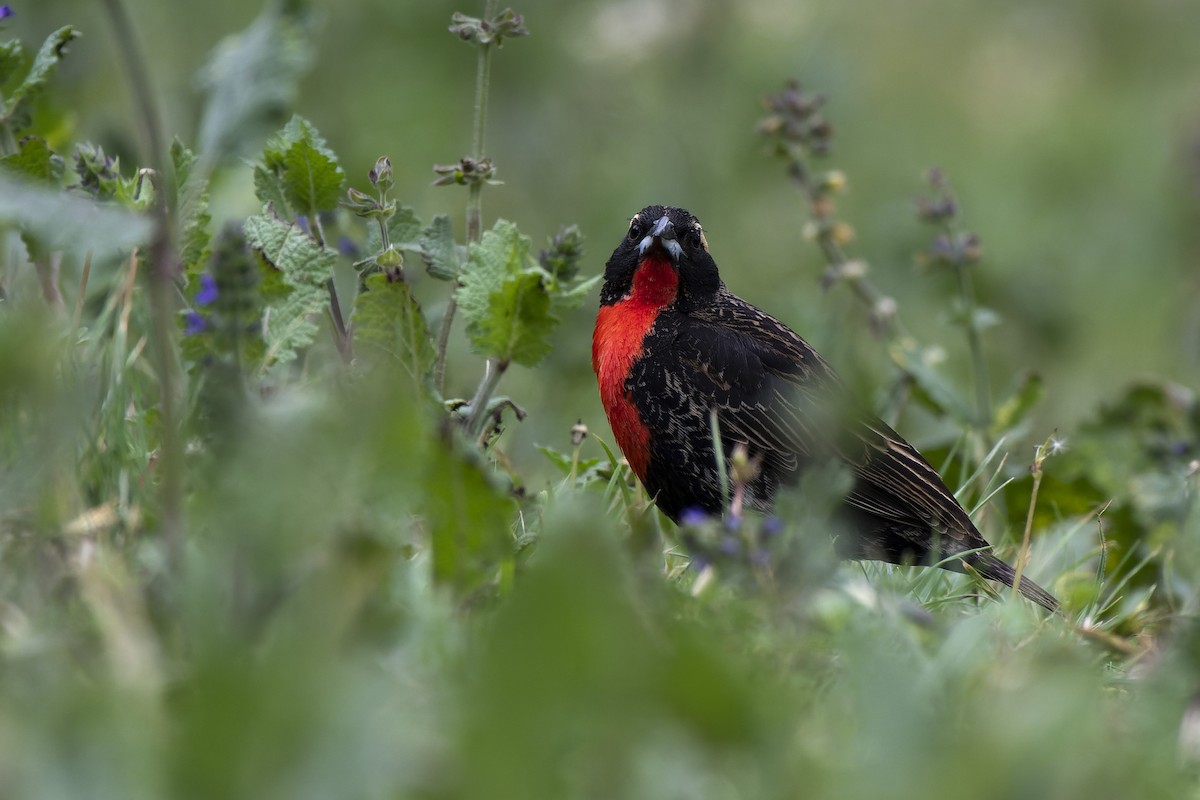 White-browed Meadowlark - ML503449211