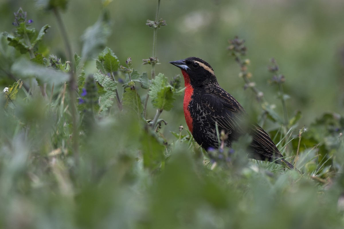 White-browed Meadowlark - ML503449221