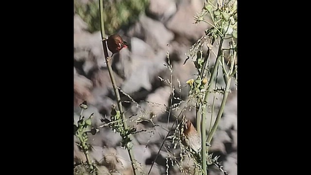 Bengalí Rojo - ML503450041