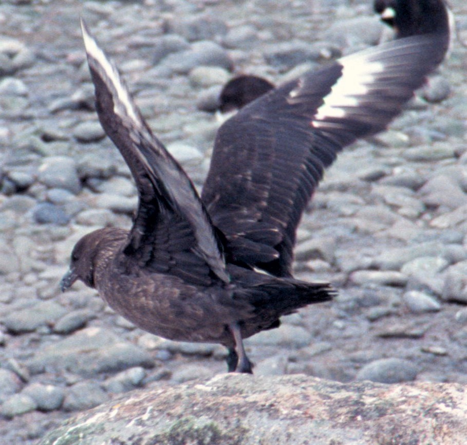 South Polar Skua - Nancy  Ogden