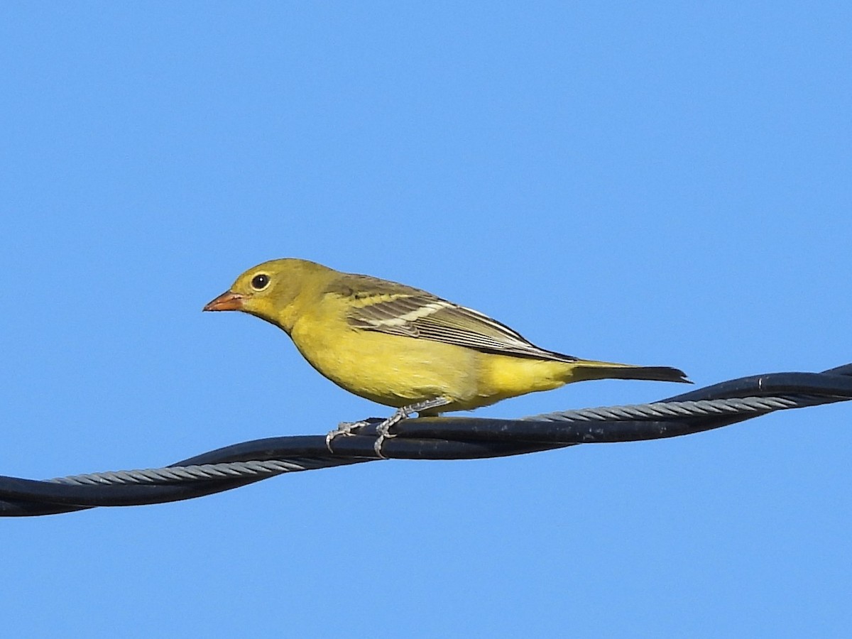 Western Tanager - ML503450551