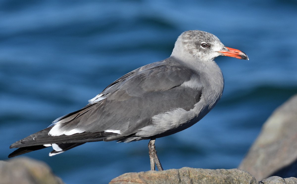 Heermann's Gull - Jason Vassallo