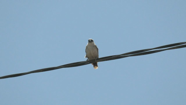 Black-faced Woodswallow - ML503451921