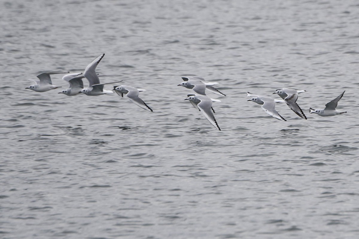 Bonaparte's Gull - Andrea Heine