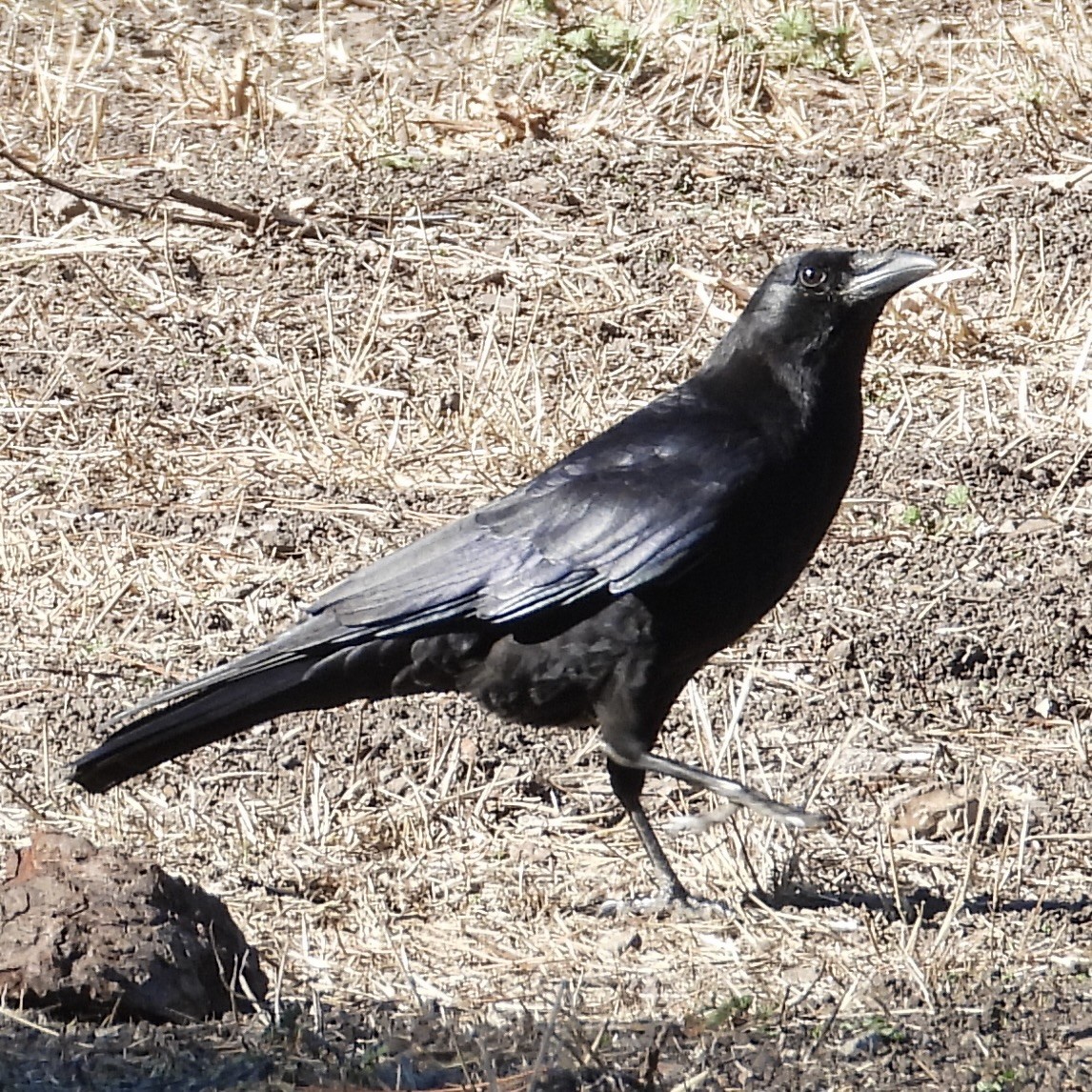 American Crow - ML503452731