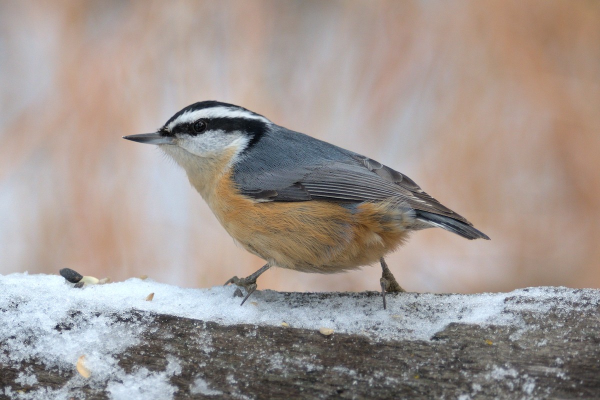 Red-breasted Nuthatch - ML503453121