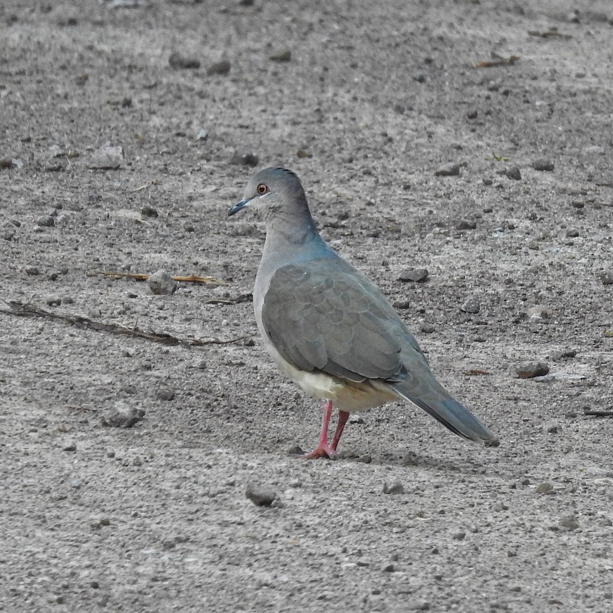 White-tipped Dove - Eduardo  Jackson