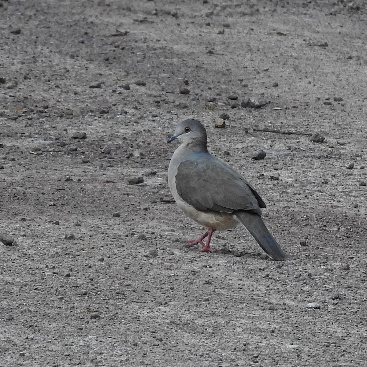 White-tipped Dove - ML503455551