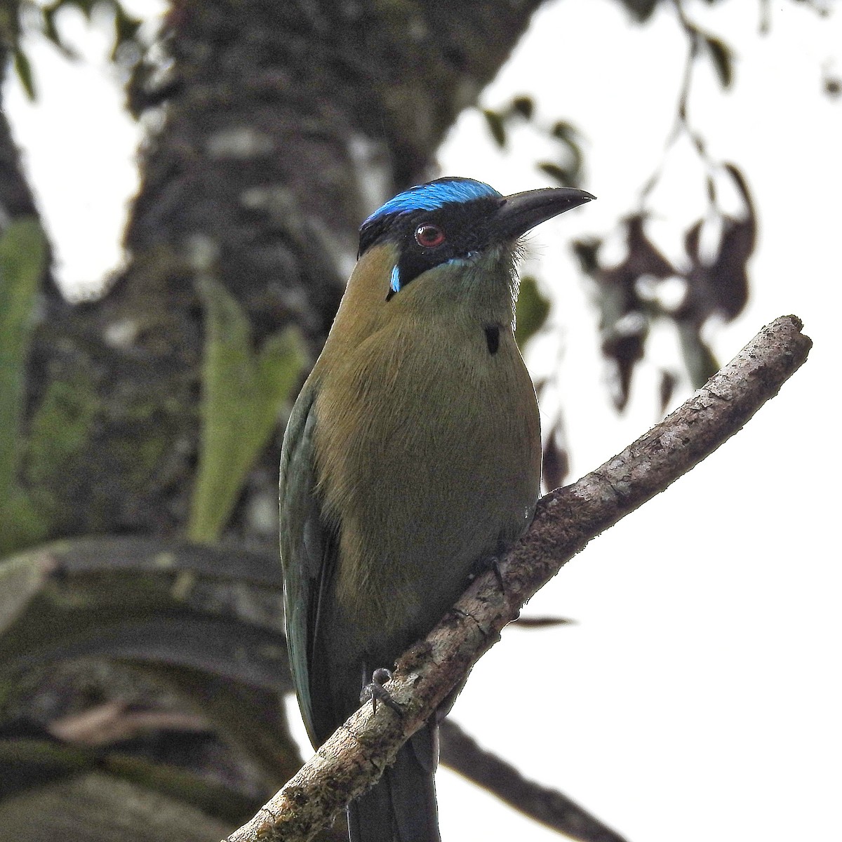 Andean Motmot - ML503455851