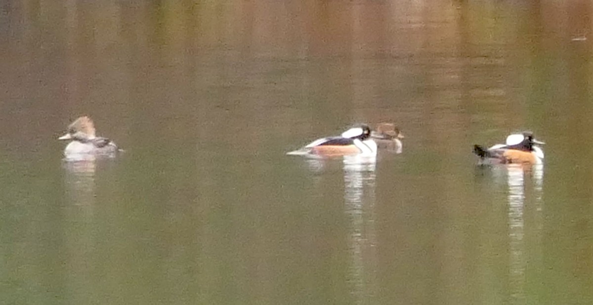 Hooded Merganser - ML503455961