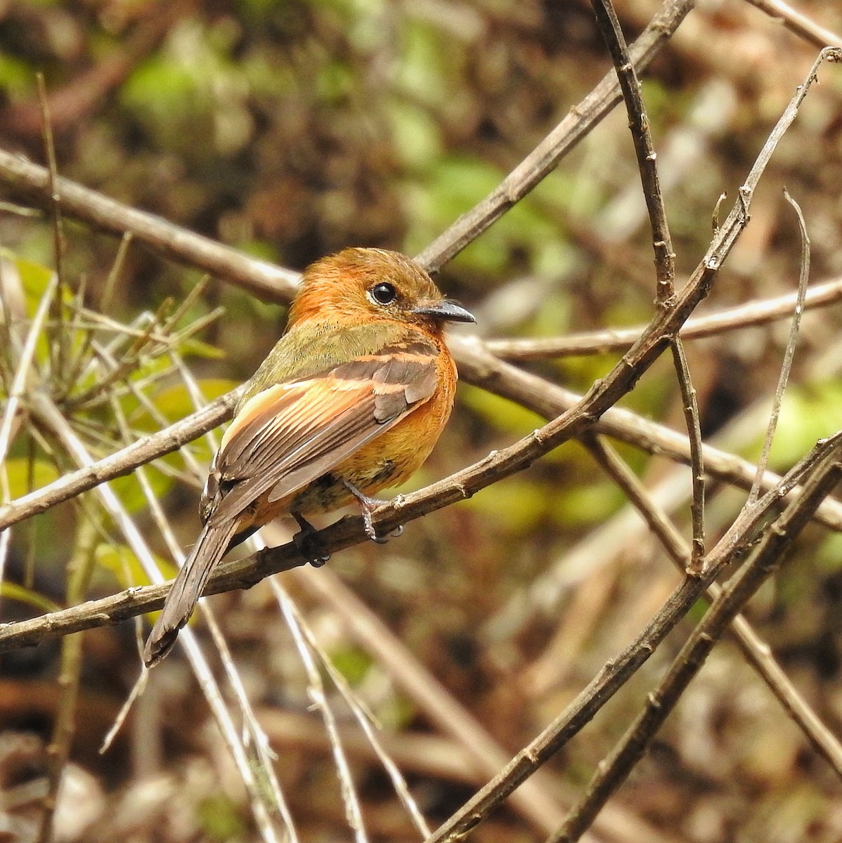 Cinnamon Flycatcher - ML503456841