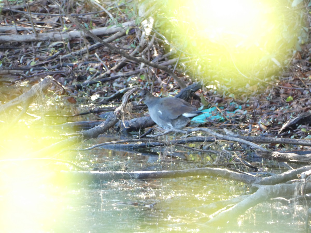 Common Gallinule - ML503457121