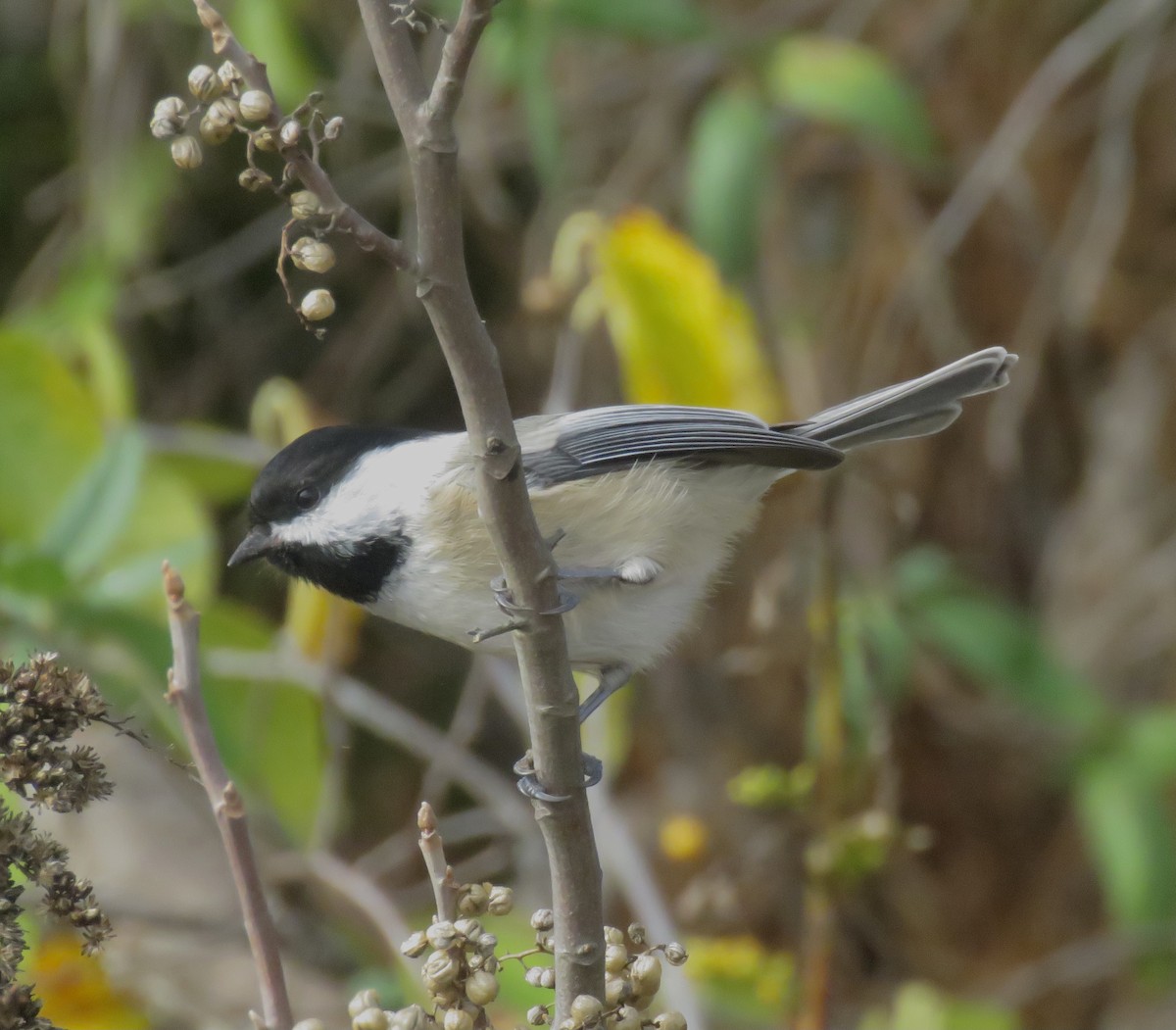 Black-capped Chickadee - ML503457391