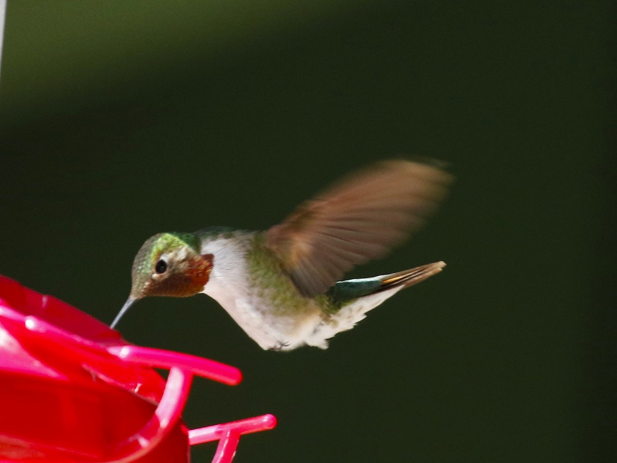 Broad-tailed Hummingbird - Eric Tipton