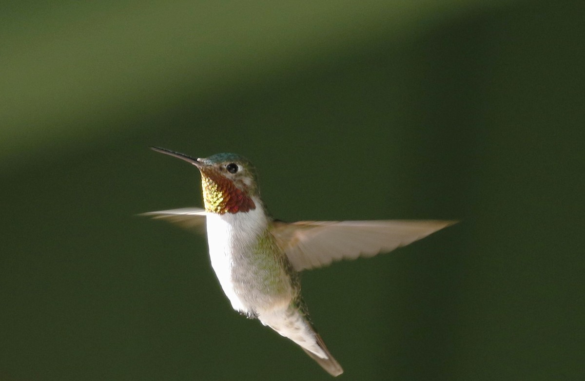 Broad-tailed Hummingbird - Eric Tipton