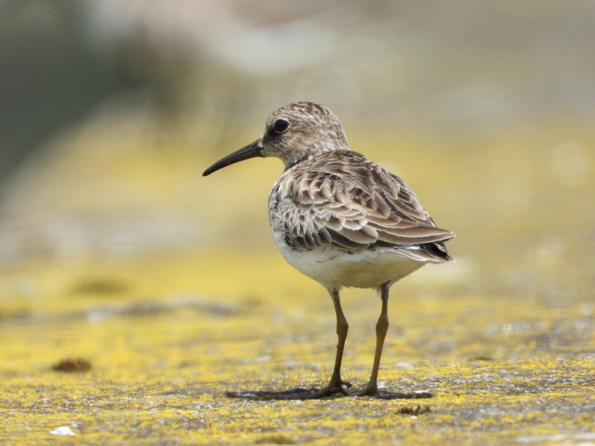 Least Sandpiper - ML503459751