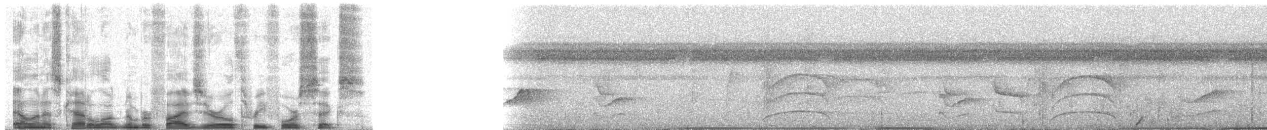 Nacktgesichthokko (fasciolata/grayi) - ML50346
