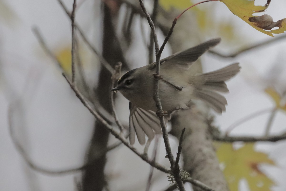 Golden-crowned Kinglet - Jo VerMulm