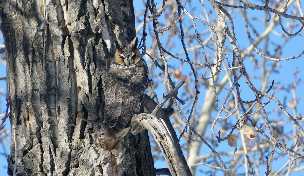 Long-eared Owl - ML503460151