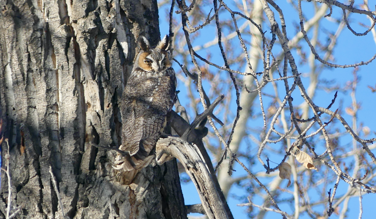 Long-eared Owl - ML503460241