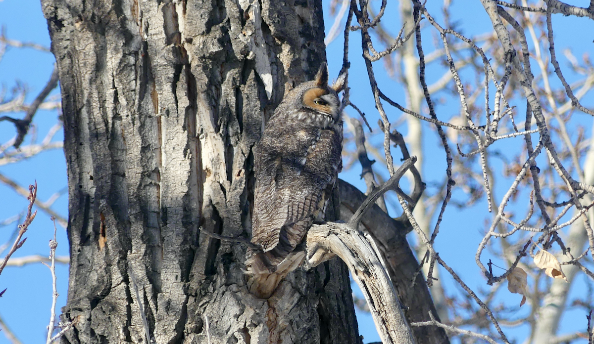Long-eared Owl - ML503460271