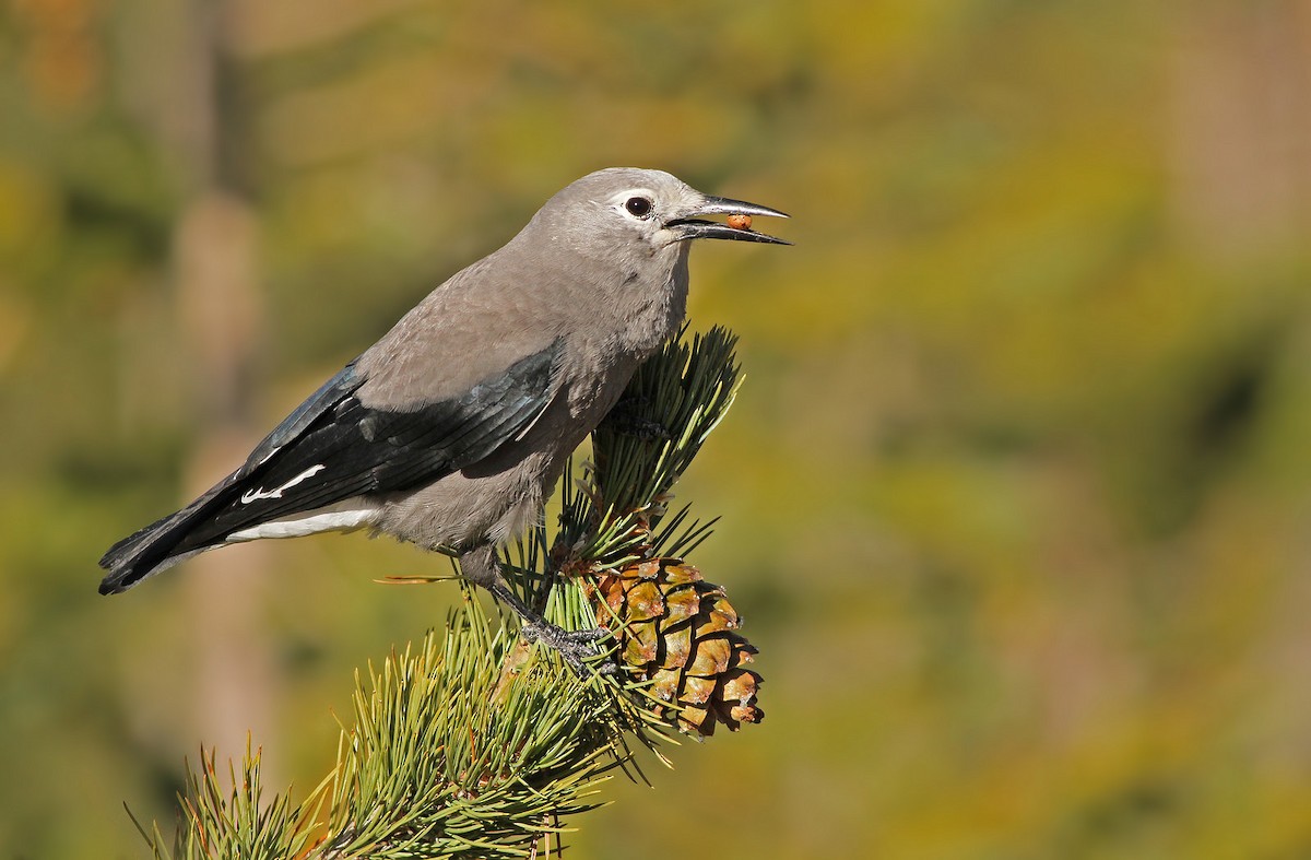 Clark's Nutcracker - ML50346141