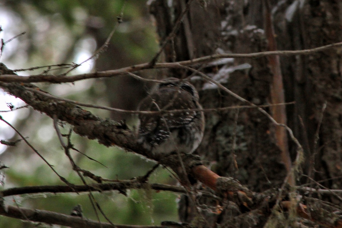 Northern Pygmy-Owl - ML503461781