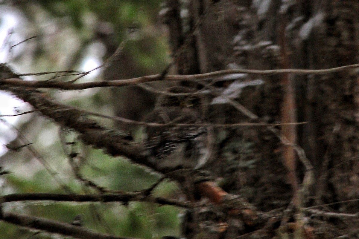 Northern Pygmy-Owl - ML503461861