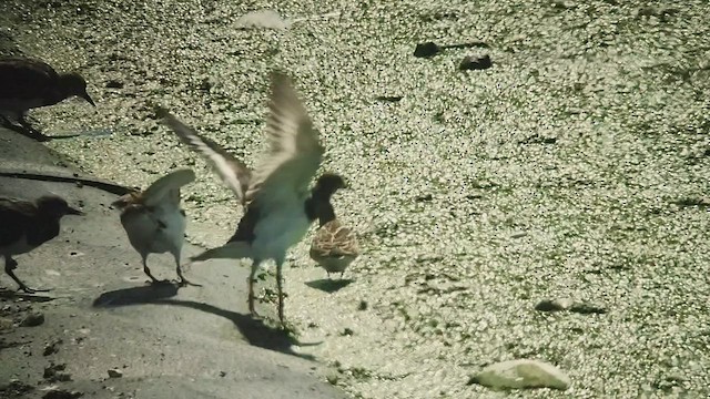 Pectoral Sandpiper - ML503463001