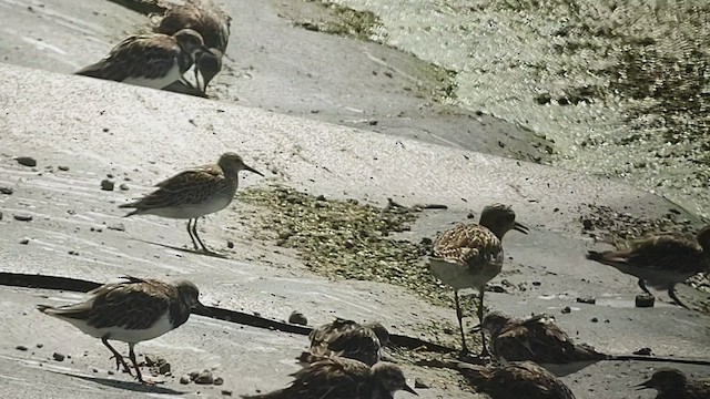 Graubrust-Strandläufer - ML503463051