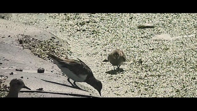 Pectoral Sandpiper - ML503463071